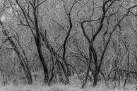 Dicht bos in de duinen van Meijendel (zwartwit) van Rob IJsselstein thumbnail
