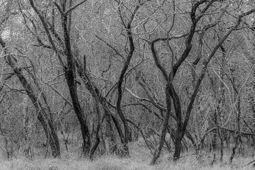 Forêt dense dans les dunes de Meijendel (noir et blanc)