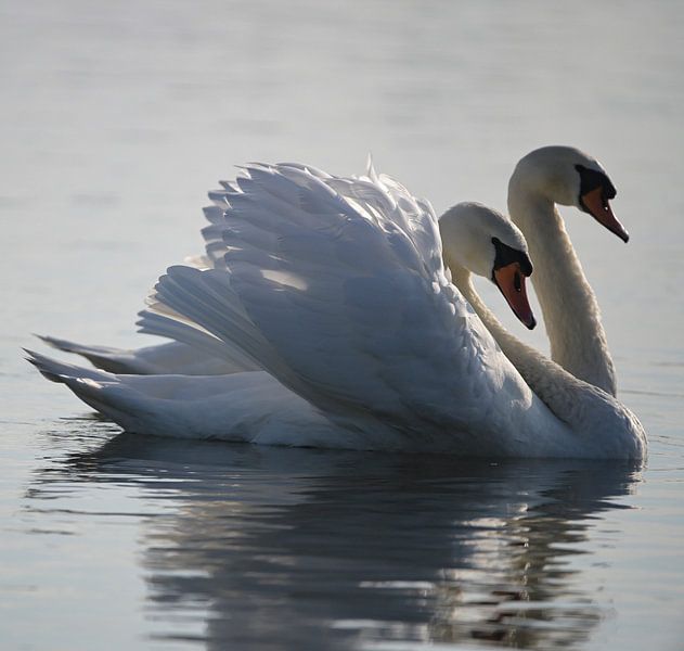 The Swan - 1 by René Beijer
