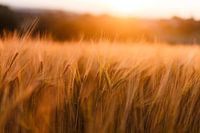 Graanveld bij zonsondergang