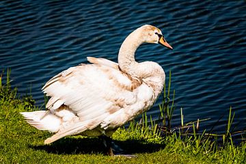 white swan by Frank Ketelaar
