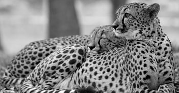 Der Gepard hält Wache, während der andere herrlich liegt (in schwarz-weiß)