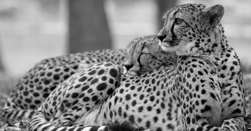 Cheetah houdt de wacht terwijl de andere heerlijk ligt (in zwart wit) van Patrick van Bakkum