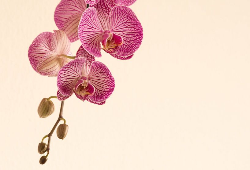 Knospen in der Orchidee von Jolanda de Jong-Jansen