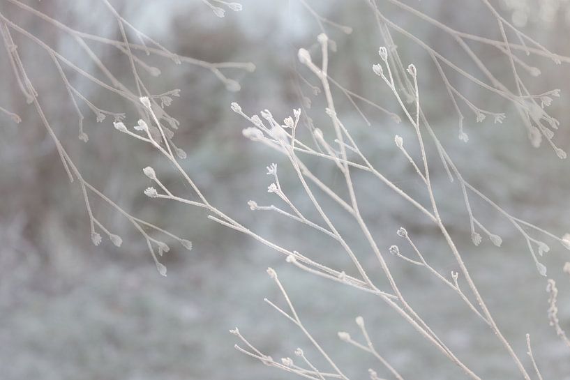Influence wabi-sabi, nature texturée par Imladris Images