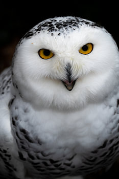 Schneeeule