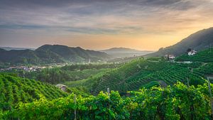 Prosecco Hügel bei Sonnenuntergang, Valdobbiadene's Golden Vineyards