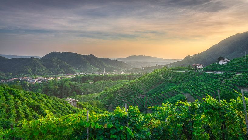 Prosecco heuvels bij zonsondergang, Valdobbiadene&#039;s gouden wijngaarden van Stefano Orazzini