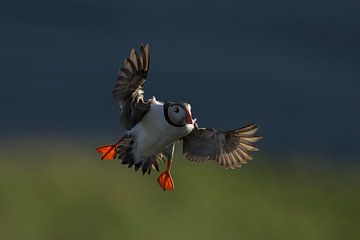 Puffin with backlight by Larissa Rand