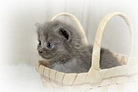 Fluffy II