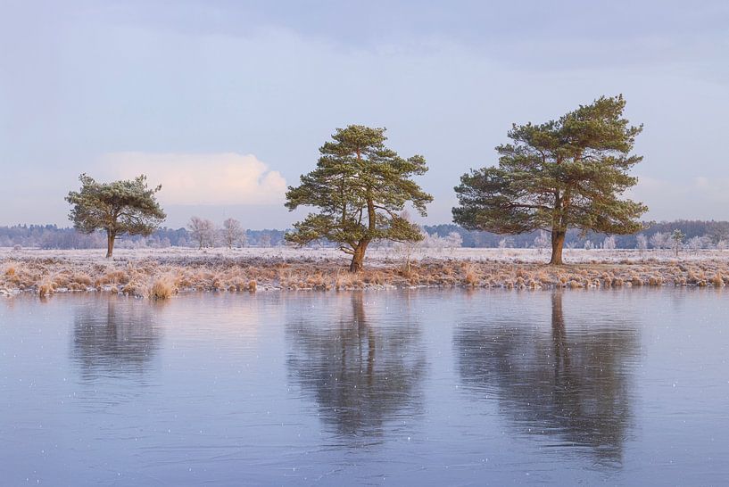 Dwingelderveld - Drenthe (Netherlands) by Marcel Kerdijk