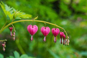 Gebrochenes Herz Pflanze