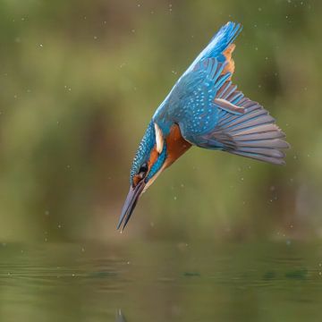 IJsvogel duikt naar vis van Lies Bakker