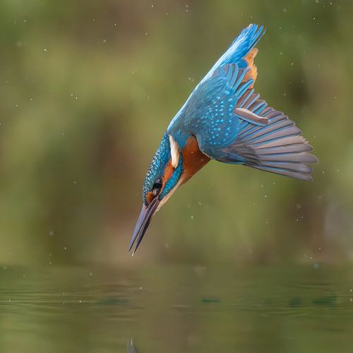 IJsvogel duikt naar vis