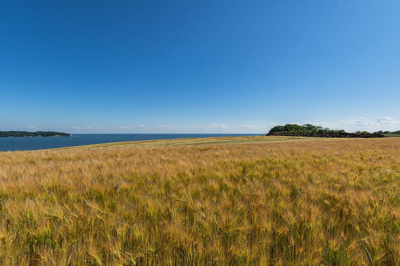 Gerstenfeld am Reddevitzer Höft, Blick zum Groß Zicker von GH Foto & Artdesign