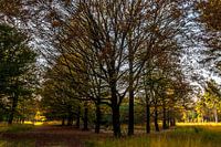 symmetrical row of trees in special light.