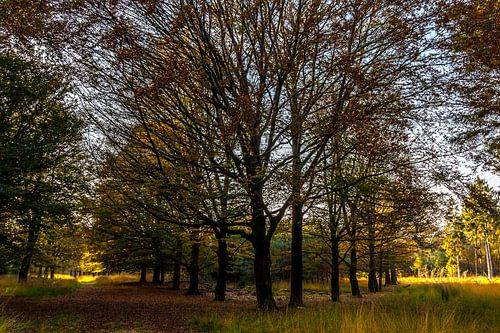 symmetrische bomenrij in bijzonder licht.
