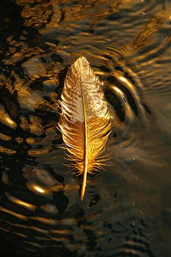 Gouden veer op donkere wateroppervlakte bij zonsondergang van De Muurdecoratie