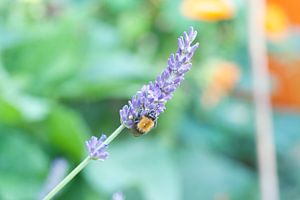 Hommel op lavendel van Bart van Wijk Grobben