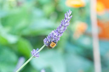 Bumblebee on lavender by Bart van Wijk Grobben