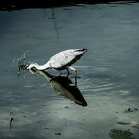 Reiger vangt een vis