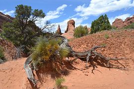 Arches National Park,Utah, America by Bernard van Zwol