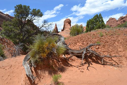 Arches National Park,Utah, Amerika