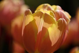 Keukenhof | Flower | Tulip by Claudia van Kuijk