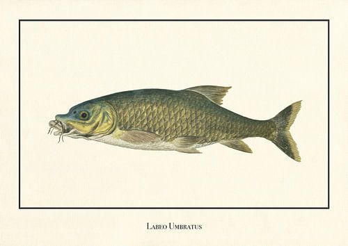 Labeo Umbratus