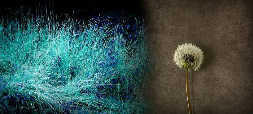 Contrasts by Corinne Welp