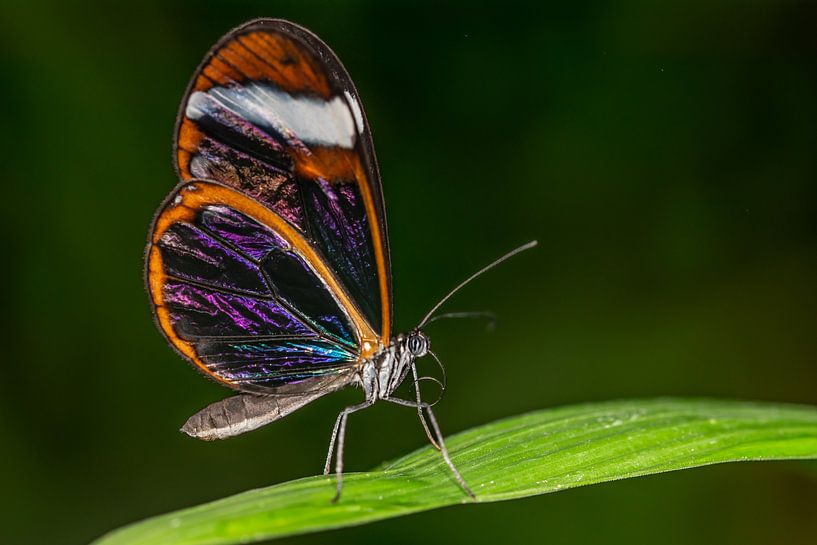 Summer Feeling by Tiffany Heymans