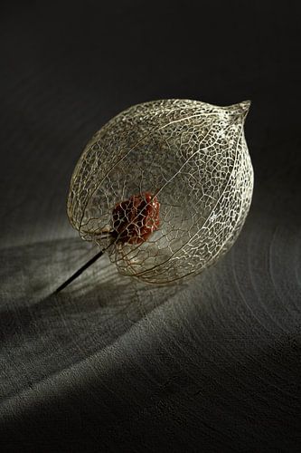Sous les feux de la rampe : Lanterne avec une belle structure de grain