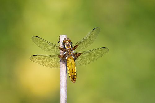 Flat-bellied dragonflies, Glass in gold and sunlight by Saranda in t Veld Fotografie