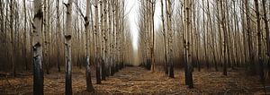 Spaziergang im Wald