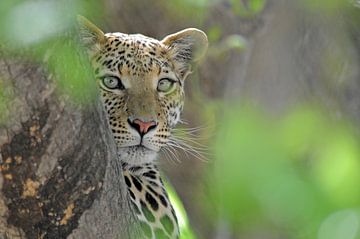 Luipaard tussen blad in boom