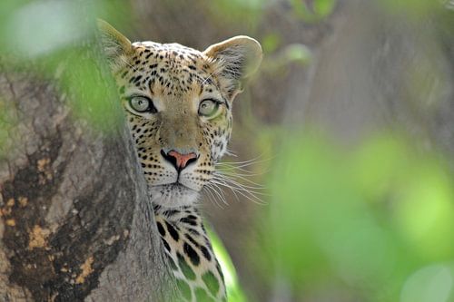 Luipaard tussen blad in boom