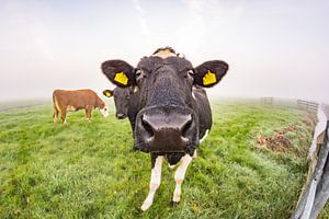 Hallo daar!