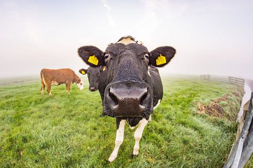 Hallo daar!