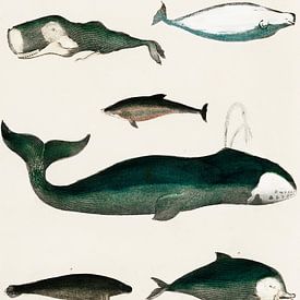 Verzameling van verschillende walvissen.