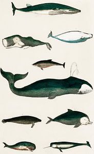 Sammlung von verschiedenen Walen. von Fish and Wildlife