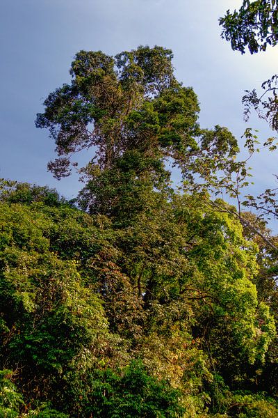 La jungle du Suriname à Awaradam par René Holtslag