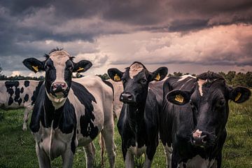 Koeien onder de Hollandse lucht van Wendy Drent