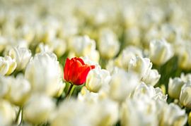 Stand out from the crowd by piet douma