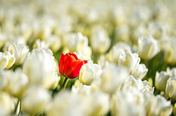 Stand out from the crowd van piet douma