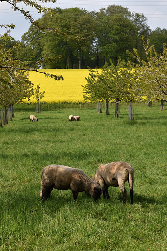 Sheep and Rapeseed 1