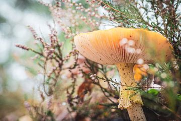 Romantische paddenstoel van Leonie Wagenaar