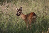 Ree in hoog gras