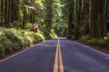 De Grandest Road - Laan der Reuzen van Joseph S Giacalone Photography