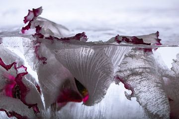 Alpenveilchen in Eis 3 von Marc Heiligenstein