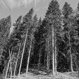 Forest [sweden] by Christopher Schellen